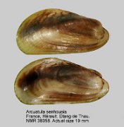 Arcuatula senhousia (2)